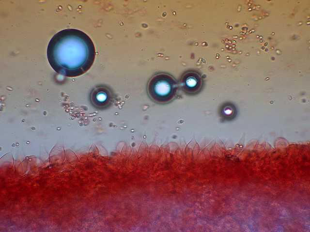 Mycena abramsii     (Murrill)    Murrill